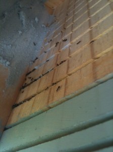 Ants nest in saw cuts.