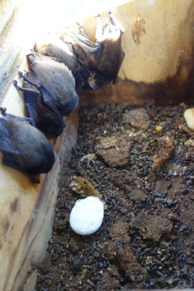 "What are you looking at buster" says the rear bat glaring at me.