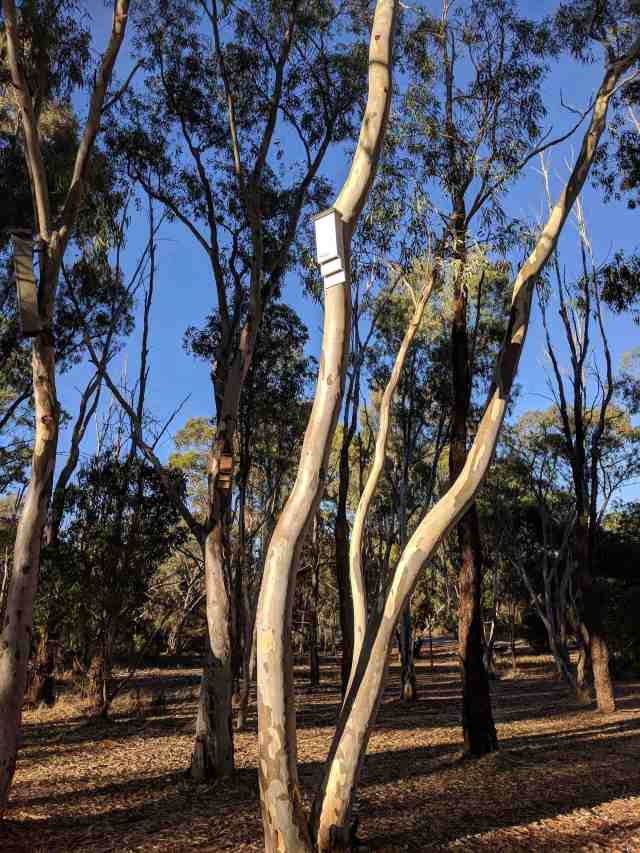 AusKent bat box at BibraLake